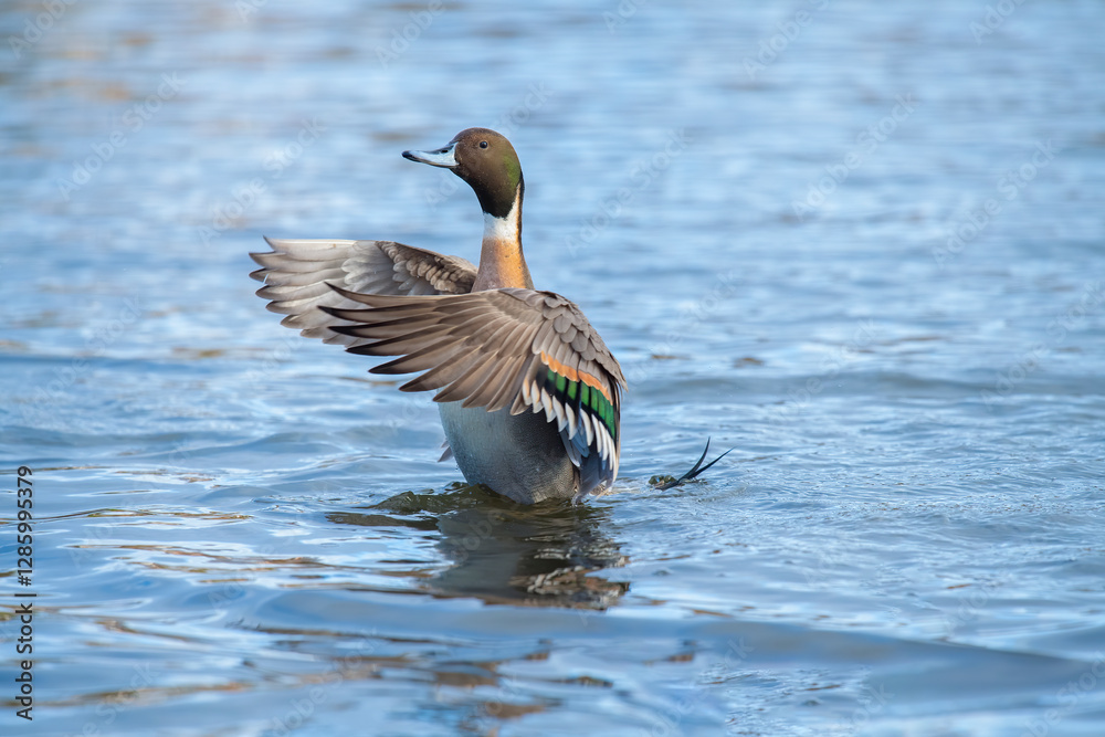 Fototapeta premium Pintail duck, anas acuta, male, displaying in the water, close up in winter in the uk