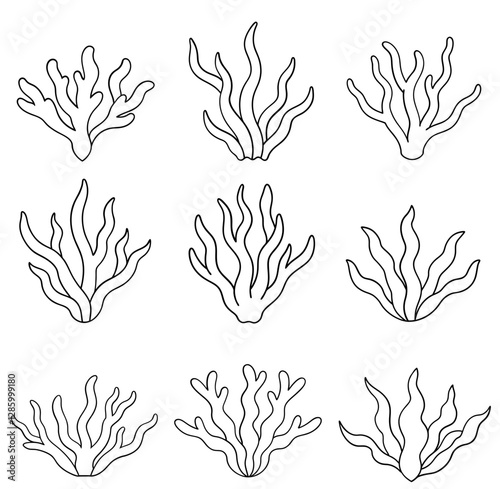 Simple Seaweed line art illustration. Coloring book page for kids