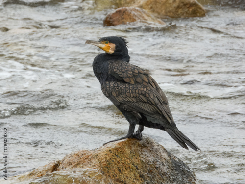 Great Cormorant (Phalacrocorax carbo) in Australia