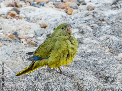 Rock Parrot (Neophema petrophila) in Australia photo