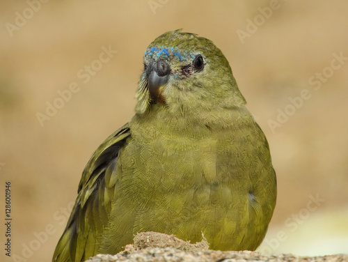 Rock Parrot (Neophema petrophila) in Australia photo