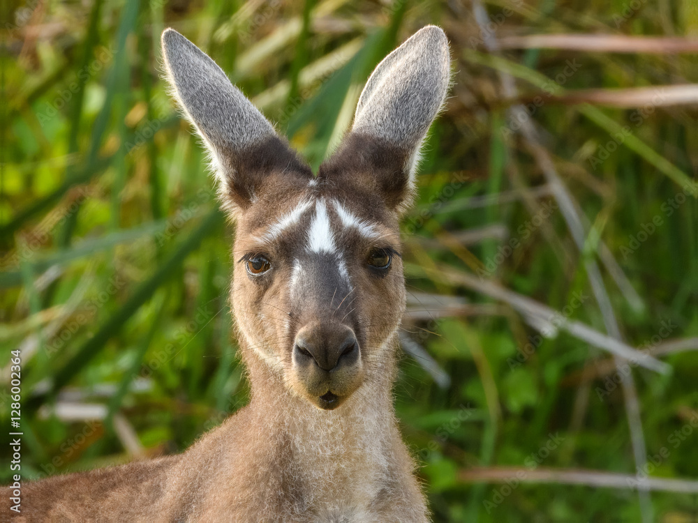 Western Grey Kangaroo (Macropus fuliginosus) in Australia Western Grey Kangaroo (Macropus fuliginosus) in Australia