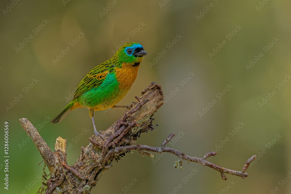 Brassy-breasted tanager perched on a branch Brassy-breasted tanager perched on a branch