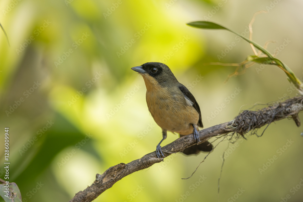 Black-goggled tanager perched on a branch Black-goggled tanager perched on a branch