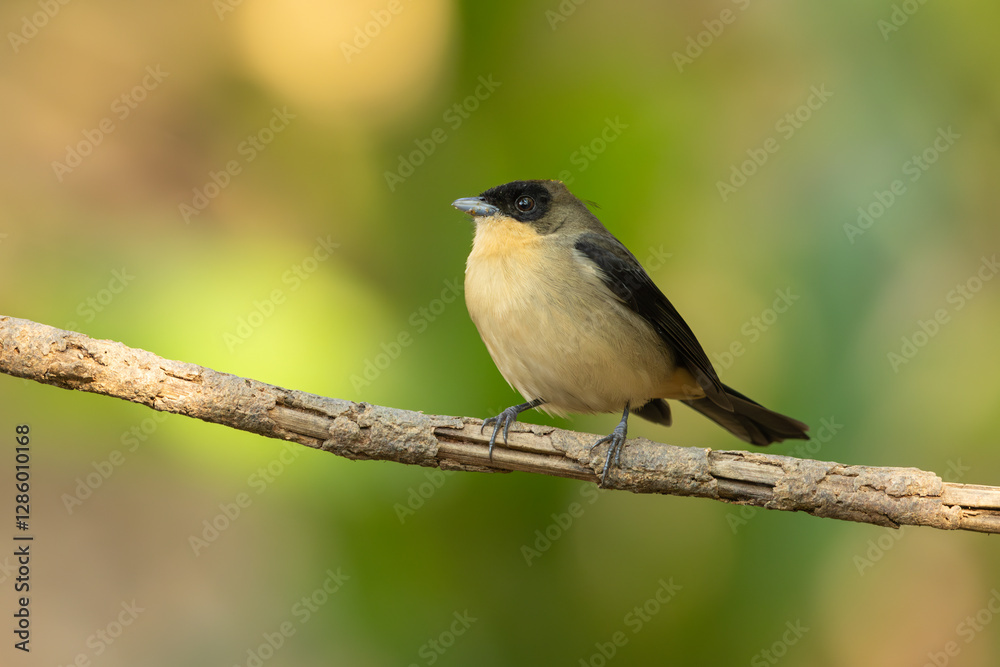 Black-goggled tanager perched on a branch Black-goggled tanager perched on a branch