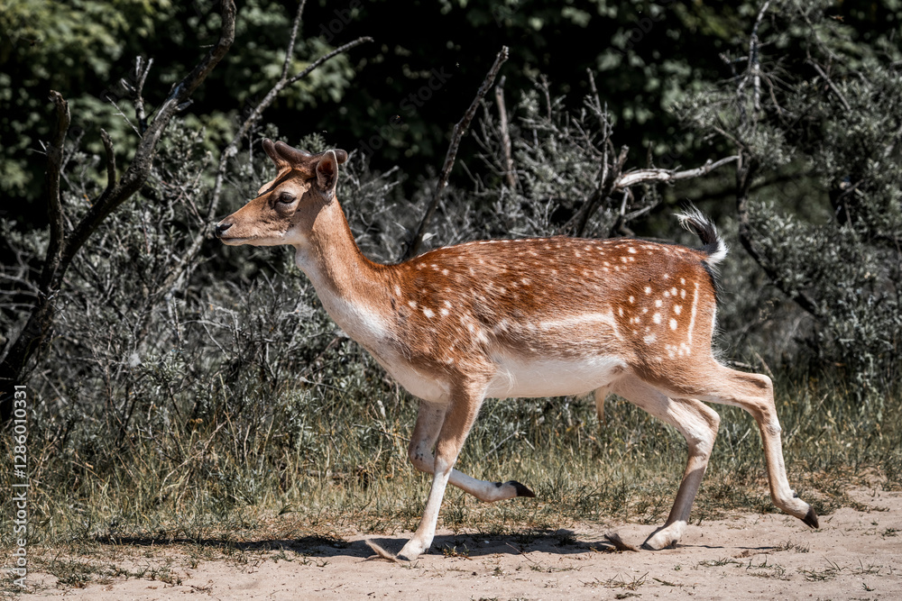 beautiful fellow deer animal in nature area in the Netherlands beautiful fellow deer animal in nature area in the Netherlands