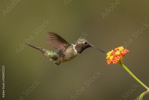 Amethyst woodstar in flight showing it colors on it's breast photo