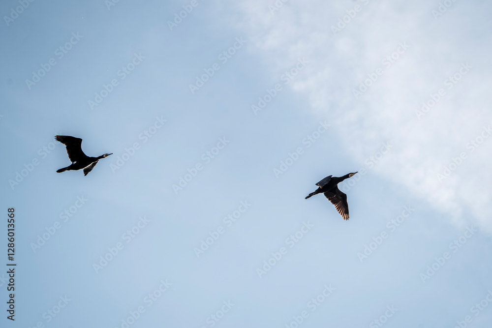 Fototapeta premium black cormorant bird in the sky flying wings animal blue 