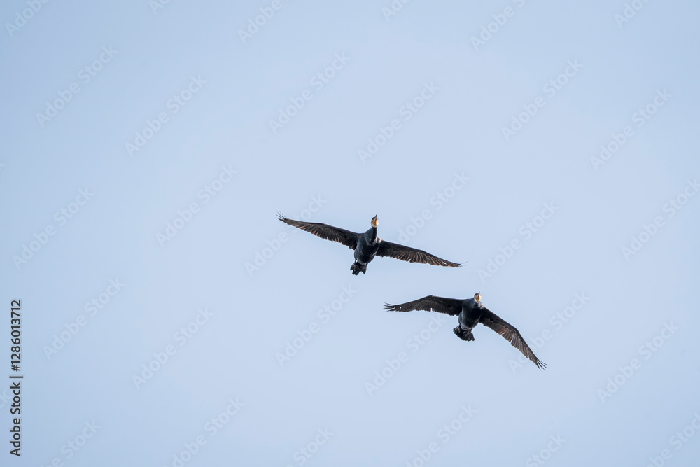 black cormorant bird in the sky flying wings animal blue black cormorant bird in the sky flying wings animal blue