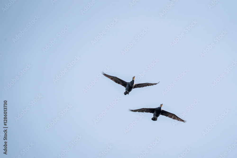 black cormorant bird in the sky flying wings animal blue black cormorant bird in the sky flying wings animal blue