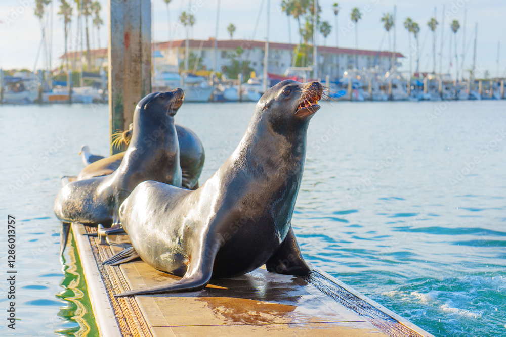 Fototapeta premium Sunlit Sea Lions Relaxing on Dock by Oceanside Marina with Palm Trees