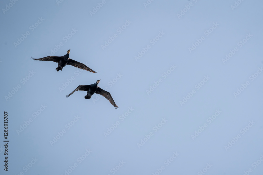 Obraz premium black cormorant bird in the sky flying wings animal blue 