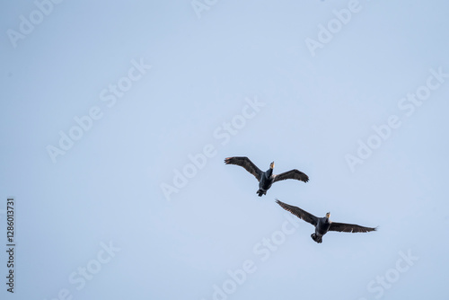 black cormorant bird in the sky flying wings animal blue 
