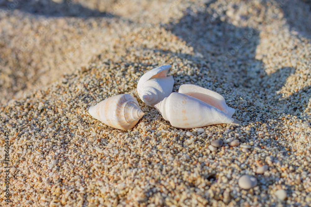 Seashells on Sand, Three Seashells, Beach Treasures, Ocean's Whisper, Gifts from the Sea, Sandy Souvenirs, Whispers of the Sea
Seashells on Sand, Three Seashells, Beach Treasures, Ocean's Whisper, Gifts from the Sea, Sandy Souvenirs, Whispers of the Sea