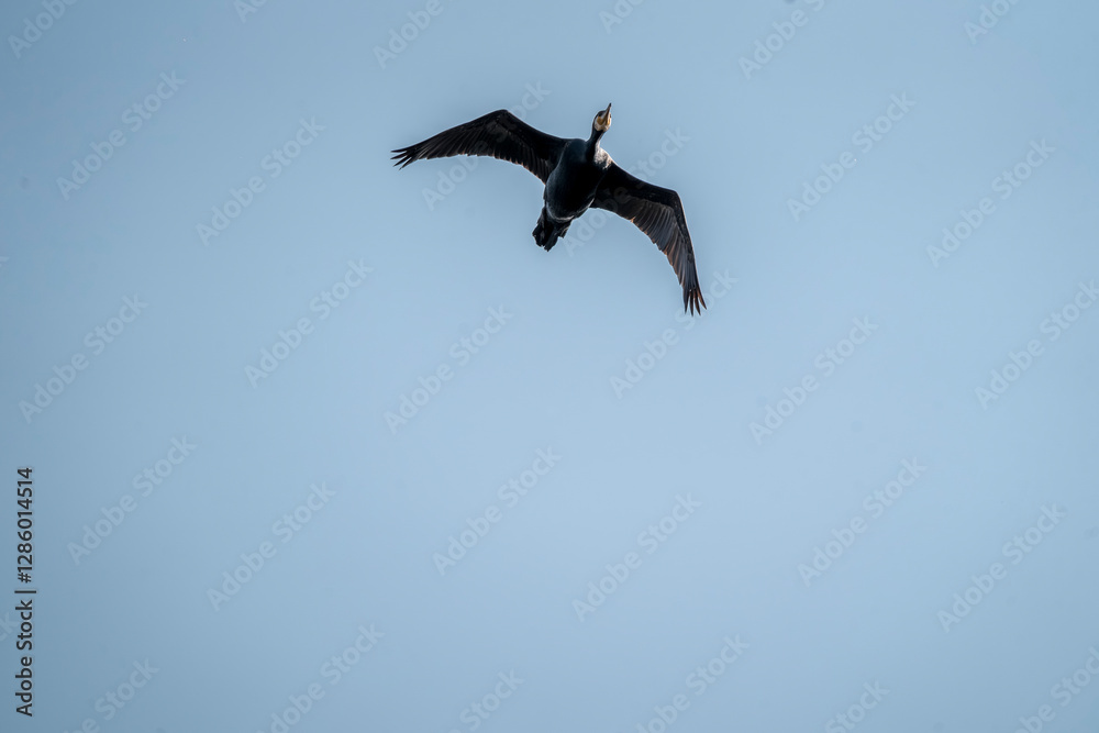 Obraz premium black cormorant bird in the sky flying wings animal blue 