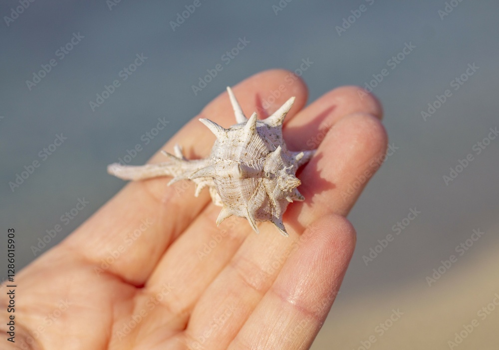 Obraz premium Seashells in Hand, Holding Seashells, Three Seashells on a Palm, Treasures from the Sea, A Gift from the Ocean, Whispers of the Sea, Conch Seashells in Hand