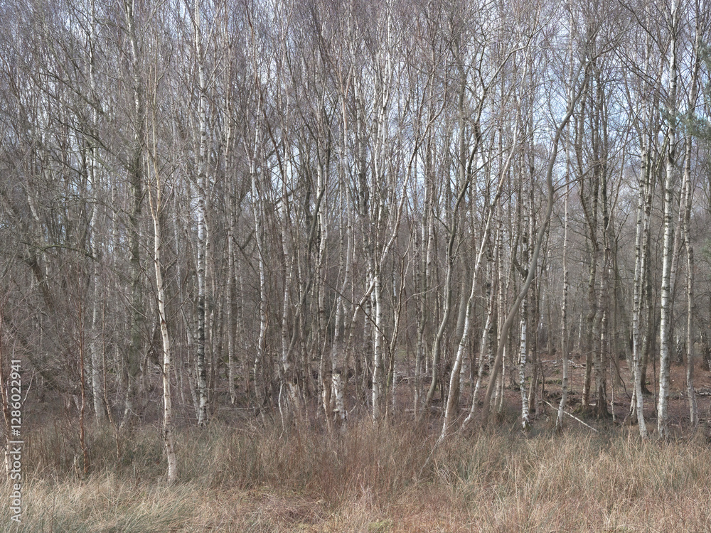 Winter silver birch trees in a wood Winter silver birch trees in a wood
