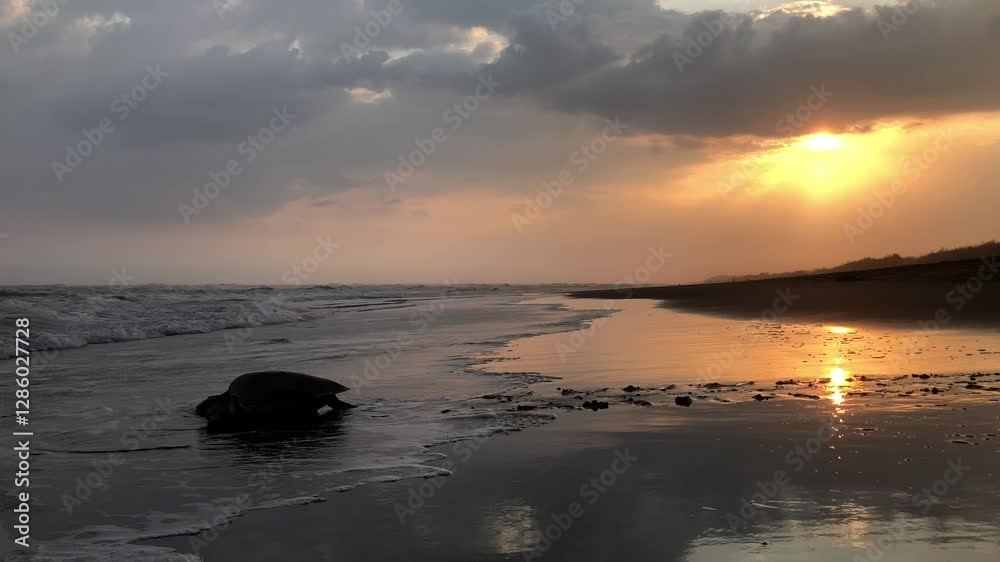 Sea turtle returning to the ocean at sunset Sea turtle returning to the ocean at sunset