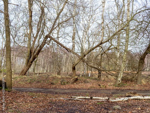 Wallpaper Mural Bare trees in a wood broken by storm damage Torontodigital.ca