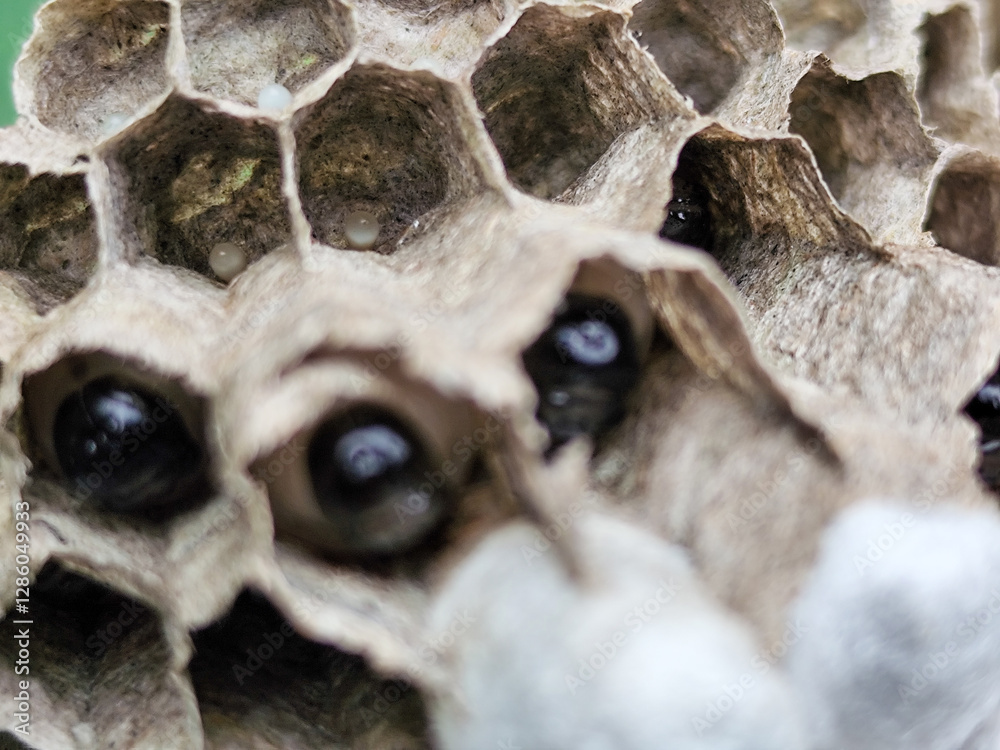 Wasp nests contain wasp larvae in the process of becoming wasps. Wasp nests contain wasp larvae in the process of becoming wasps.