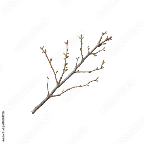 Bare Branch with Buds Ready for Spring Growth and Renewal