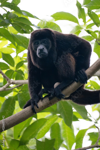 massive male howler monkey