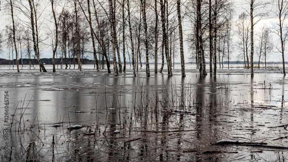latvian winter landscape with flooded lake, thin and light ice in places, reflections