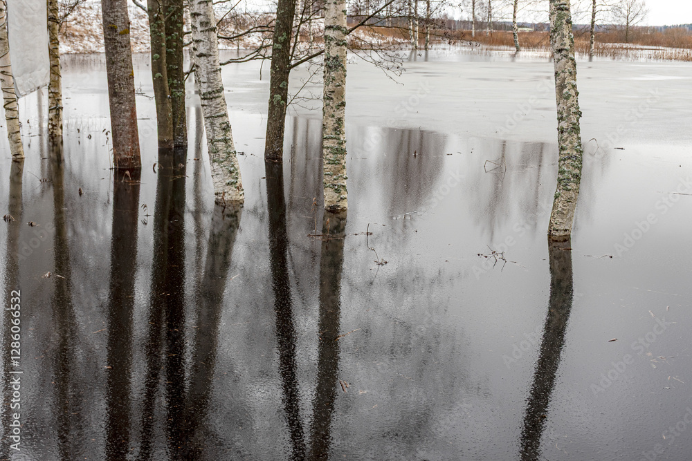 latvian winter landscape with flooded lake, thin and light ice in places, reflections