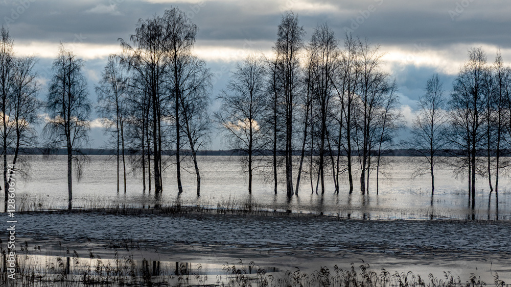 latvian winter landscape with flooded lake, thin and light ice in places, reflections