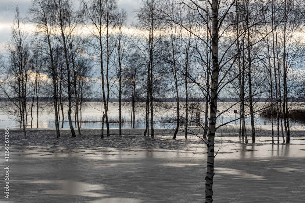 latvian winter landscape with flooded lake, thin and light ice in places, reflections