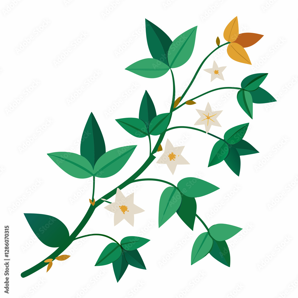 starry jasmine vine starry jasmine vine