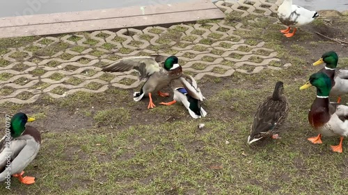 ducks fighting near a river