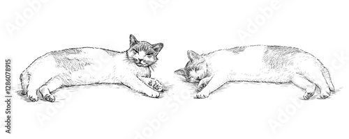 Sketches of two lazy sleeping domestic cats, realistic hand drawn vector illustration isolated on white