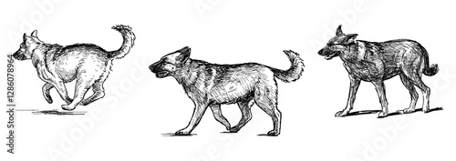 Sketches of three german shepherd dogs walking, running, realistic hand drawing, vector illustration isolated on white