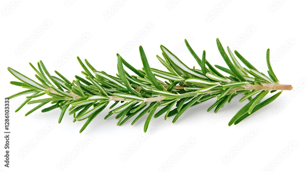 Fototapeta premium A sprig of fresh rosemary, isolated on white