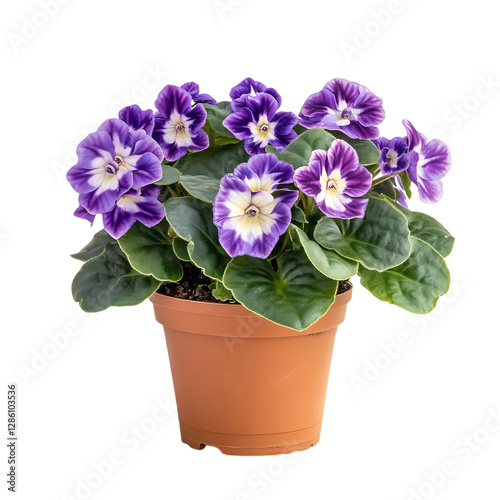 A Vibrant Potted African Violet Plant with Colorful Panantia Flowers Isolated on Transparent Background