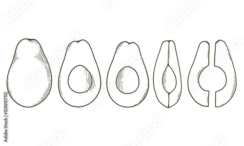 Hand drawn sketch style avocado set on white background. Avocado cut in various ways, slices and wedges. Vector illustration