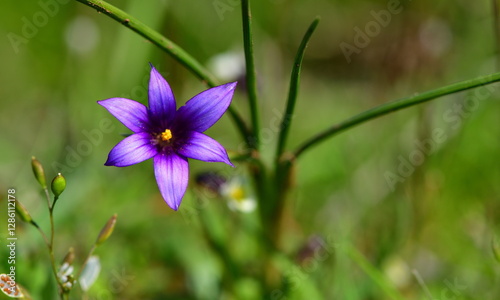 Flower 1091