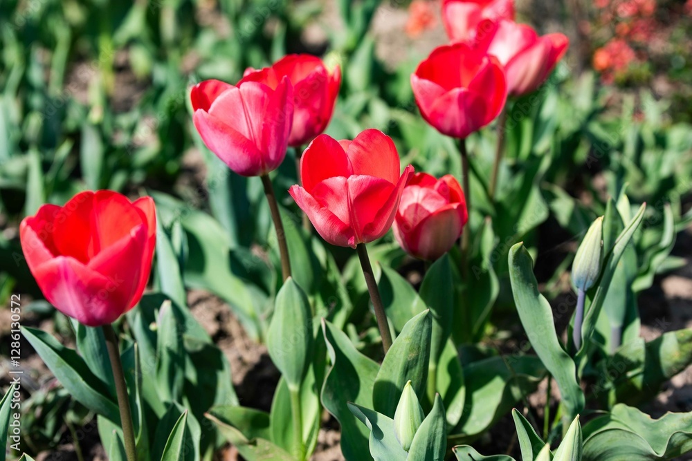 Tulip. Flower field of colourful tulips in spring. Colorful tulips in the Keukenhof garden, Netherlands. Fresh blooming tulips in the spring garden. Spring landscape. Tulip Flower Field. Black tulips. Tulip. Flower field of colourful tulips in spring. Colorful tulips in the Keukenhof garden, Netherlands. Fresh blooming tulips in the spring garden. Spring landscape. Tulip Flower Field. Black tulips.