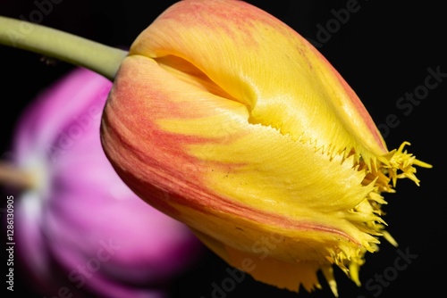 Tulip. Flower field of colourful tulips in spring. Colorful tulips in the Keukenhof garden, Netherlands. Fresh blooming tulips in the spring garden. Spring landscape. Tulip Flower Field. Black tulips.