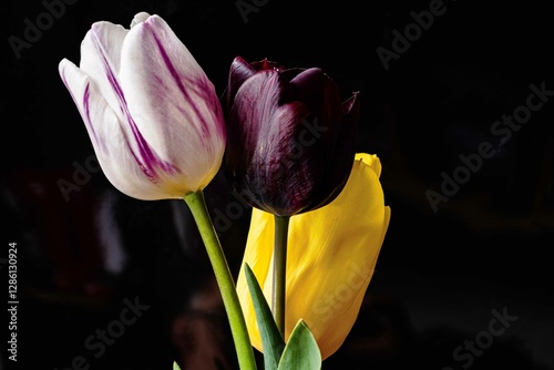 Tulip. Flower field of colourful tulips in spring. Colorful tulips in the Keukenhof garden, Netherlands. Fresh blooming tulips in the spring garden. Spring landscape. Tulip Flower Field. Black tulips.