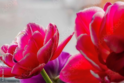 Tulip. Flower field of colourful tulips in spring. Colorful tulips in the Keukenhof garden, Netherlands. Fresh blooming tulips in the spring garden. Spring landscape. Tulip Flower Field. Black tulips.