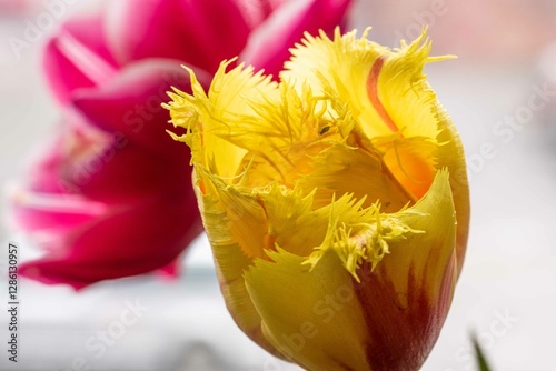 Tulip. Flower field of colourful tulips in spring. Colorful tulips in the Keukenhof garden, Netherlands. Fresh blooming tulips in the spring garden. Spring landscape. Tulip Flower Field. Black tulips.