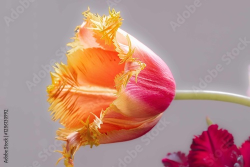 Tulip. Flower field of colourful tulips in spring. Colorful tulips in the Keukenhof garden, Netherlands. Fresh blooming tulips in the spring garden. Spring landscape. Tulip Flower Field. Black tulips.