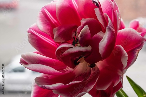 Tulip. Flower field of colourful tulips in spring. Colorful tulips in the Keukenhof garden, Netherlands. Fresh blooming tulips in the spring garden. Spring landscape. Tulip Flower Field. Black tulips.