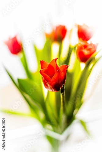 Tulip. Flower field of colourful tulips in spring. Colorful tulips in the Keukenhof garden, Netherlands. Fresh blooming tulips in the spring garden. Spring landscape. Tulip Flower Field. Black tulips.