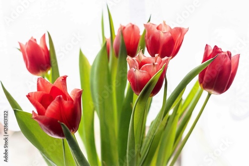 Tulip. Flower field of colourful tulips in spring. Colorful tulips in the Keukenhof garden, Netherlands. Fresh blooming tulips in the spring garden. Spring landscape. Tulip Flower Field. Black tulips.