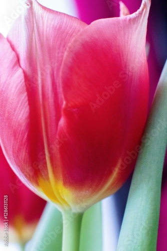 Tulip. Flower field of colourful tulips in spring. Colorful tulips in the Keukenhof garden, Netherlands. Fresh blooming tulips in the spring garden. Spring landscape. Tulip Flower Field. Black tulips.