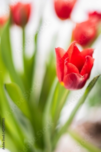 Tulip. Flower field of colourful tulips in spring. Colorful tulips in the Keukenhof garden, Netherlands. Fresh blooming tulips in the spring garden. Spring landscape. Tulip Flower Field. Black tulips.