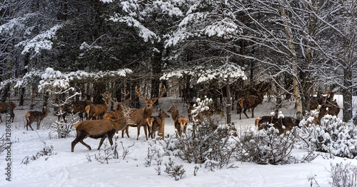 Group of deer in the forest in winter. Winter landscape with deer. Families of Noblesse Dear in a Dream Winter Forest at Sunset. Christmas Fantasy Image in Blue and White Color. Winter Wonderland.
